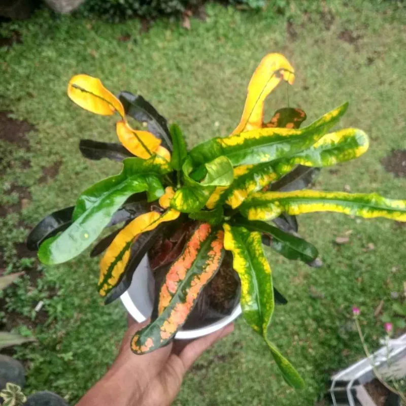 Gambar 1
